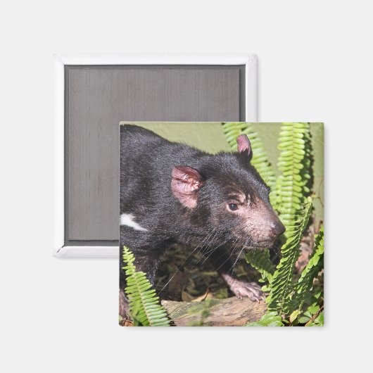 Tasmanian Devil, Australië Magneet (Voorkant / Achterkant)