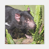 Tasmanian Devil, Australië Magneet (Voorkant)