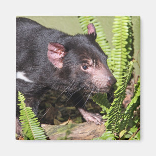Tasmanian Devil, Australië Magneet