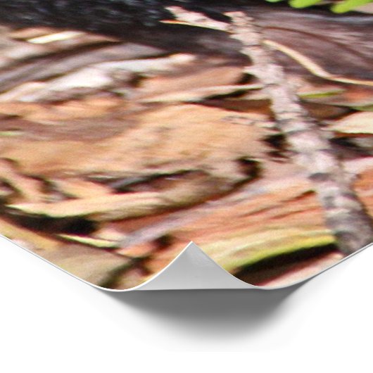 Tasmanian Devil, Australië Poster (Hoek)