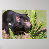Tasmanian Devil, Australië Poster (Voorkant)