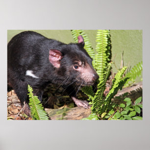Tasmanian Devil, Australië Poster