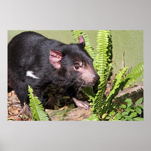 Tasmanian Devil, Australië Poster (Voorkant)