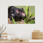 Tasmanian Devil, Australië Poster (Keuken)