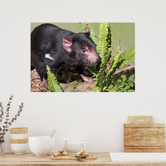 Tasmanian Devil, Australië Poster (Keuken)