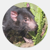 Tasmanian Devil, Australië Ronde Sticker (Voorkant)