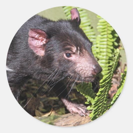 Tasmanian Devil, Australië Ronde Sticker (Voorkant)