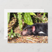 Tasmanian Devil Basking in the Sunlight Briefkaart (Voorkant / Achterkant)
