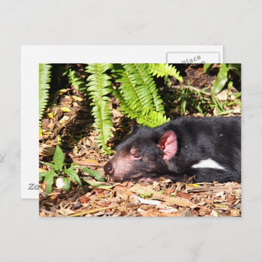Tasmanian Devil Basking in the Sunlight Briefkaart (Voorkant / Achterkant)