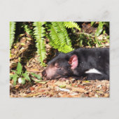 Tasmanian Devil Basking in the Sunlight Briefkaart (Voorkant)