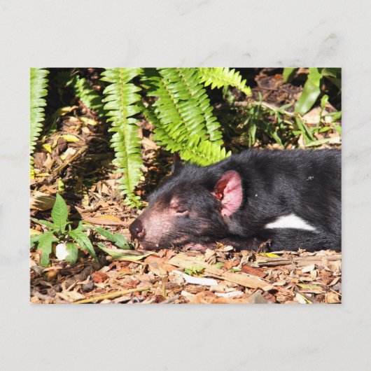 Tasmanian Devil Basking in the Sunlight Briefkaart (Voorkant)