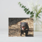 Tasmanian Devil Briefkaart (Staand voorkant)