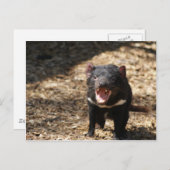 Tasmanian Devil Briefkaart (Voorkant / Achterkant)