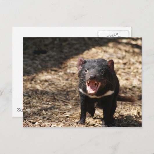 Tasmanian Devil Briefkaart (Voorkant / Achterkant)