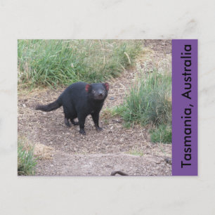 Tasmanian Devil Briefkaart
