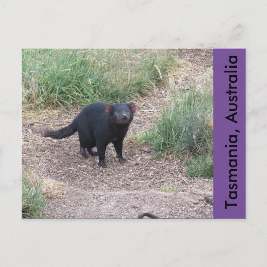 Tasmanian Devil Briefkaart (Voorkant)