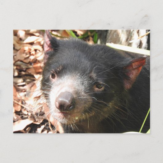 Tasmanian Devil Briefkaart (Voorkant)