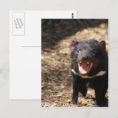 Tasmanian Devil Briefkaart (Voorkant / Achterkant)