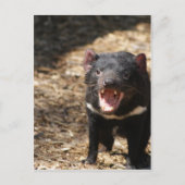 Tasmanian Devil Briefkaart (Voorkant)