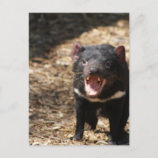 Tasmanian Devil Briefkaart (Voorkant)
