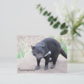 Tasmanian Devil Briefkaart (Staand voorkant)