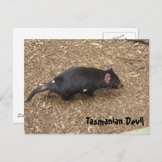 Tasmanian Devil Briefkaart (Voorkant / Achterkant)