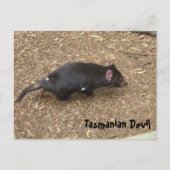 Tasmanian Devil Briefkaart (Voorkant)