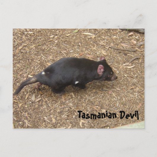 Tasmanian Devil Briefkaart (Voorkant)