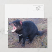 Tasmanian Devil - Briefkaart (Voorkant / Achterkant)