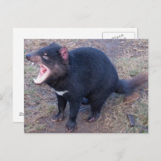 Tasmanian Devil - Briefkaart (Voorkant / Achterkant)