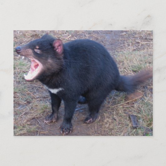 Tasmanian Devil - Briefkaart (Voorkant)