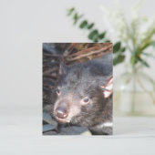 Tasmanian Devil Briefkaart (Staand voorkant)