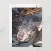 Tasmanian Devil Briefkaart (Voorkant / Achterkant)