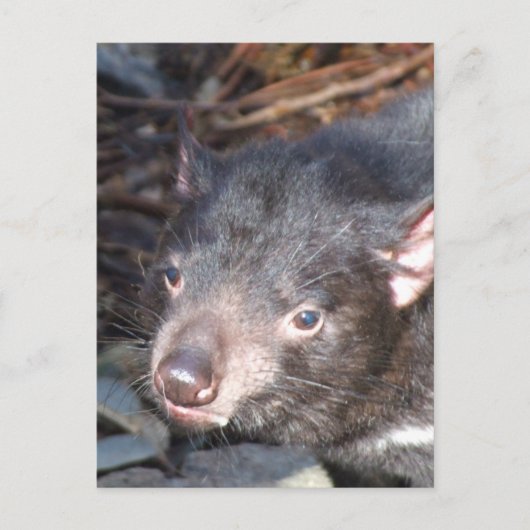 Tasmanian Devil Briefkaart (Voorkant)