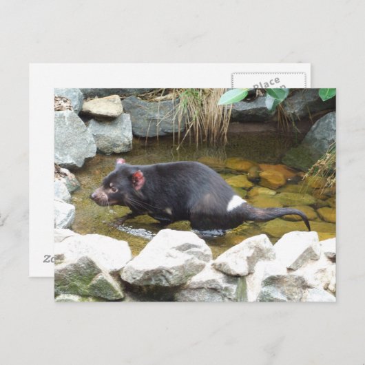 Tasmanian Devil Briefkaart (Voorkant / Achterkant)