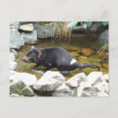 Tasmanian Devil Briefkaart (Voorkant)