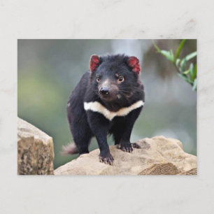 Tasmanian Devil Feestdagenkaart