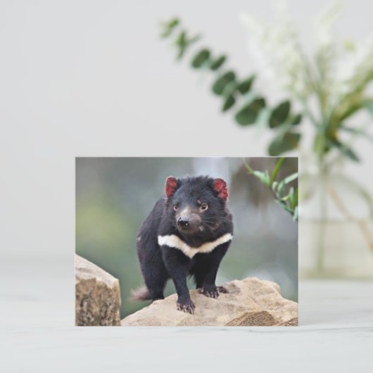 Tasmanian Devil Feestdagenkaart (Staand voorkant)