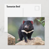 Tasmanian Devil Feestdagenkaart (Voorkant / Achterkant)