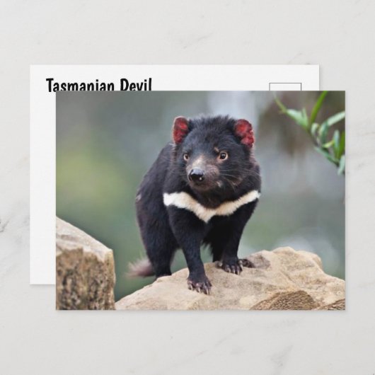 Tasmanian Devil Feestdagenkaart (Voorkant / Achterkant)
