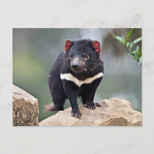 Tasmanian Devil Feestdagenkaart (Voorkant)