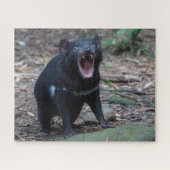 Tasmanian Devil in Tasmania Australia, 520 stuks Legpuzzel (Horizontaal)