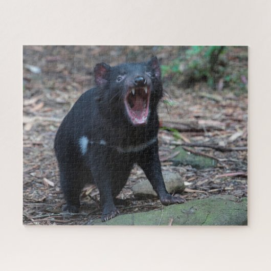 Tasmanian Devil in Tasmania Australia, 520 stuks Legpuzzel (Horizontaal)
