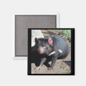 Tasmanian Devil Magneet (Voorkant / Achterkant)