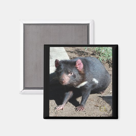Tasmanian Devil Magneet (Voorkant / Achterkant)