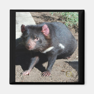 Tasmanian Devil Magneet