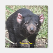 Tasmanian Devil Magneet (Voorkant)