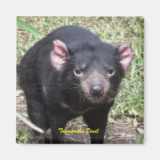 Tasmanian Devil Magneet (Voorkant)