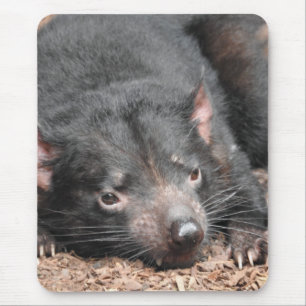 Tasmanian Devil Muismat