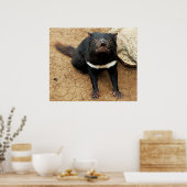 Tasmanian Devil poselt voor Foto Poster (Keuken)